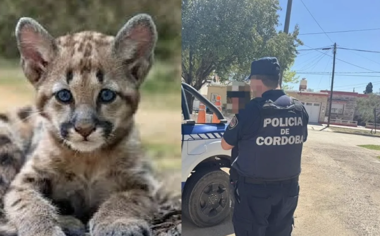 Joven detenido por matar a un cachorro de puma